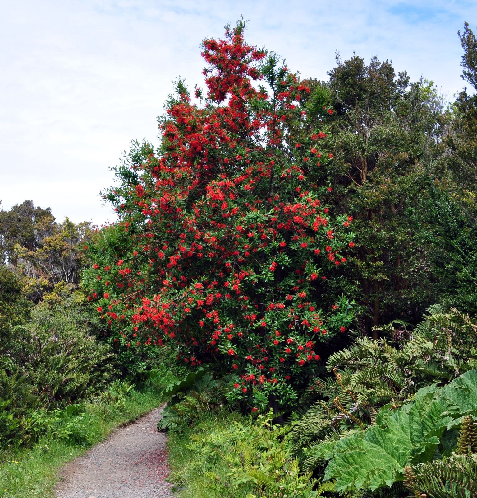 Large Chilean Firebush tree in landscape beside walking path. 