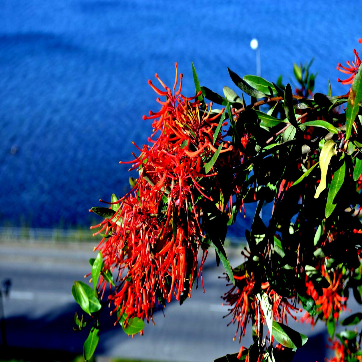 Chilean Firebush flowers hanging from branch with mountain background. 