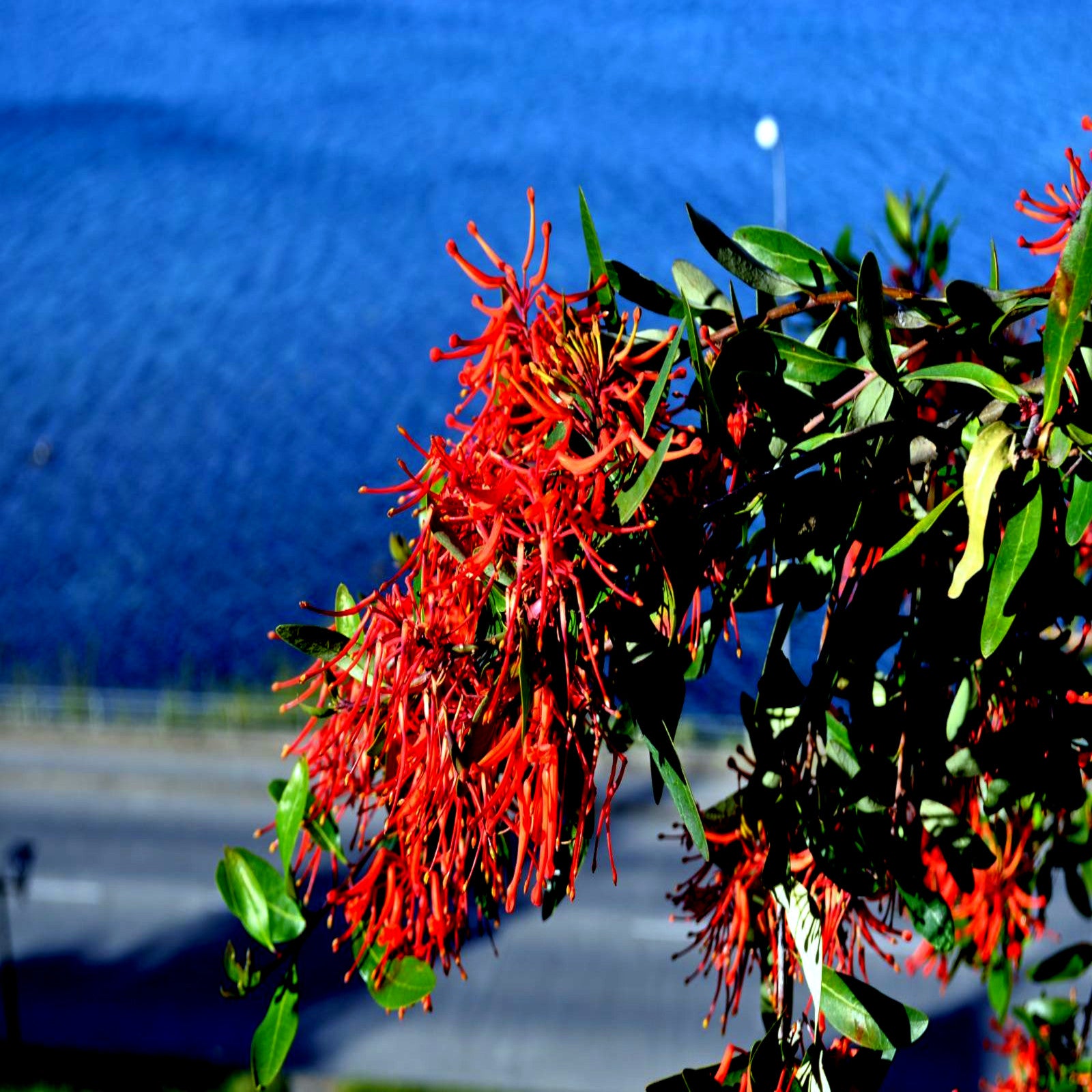 Chilean Firebush flowers hanging from branch with mountain background. 