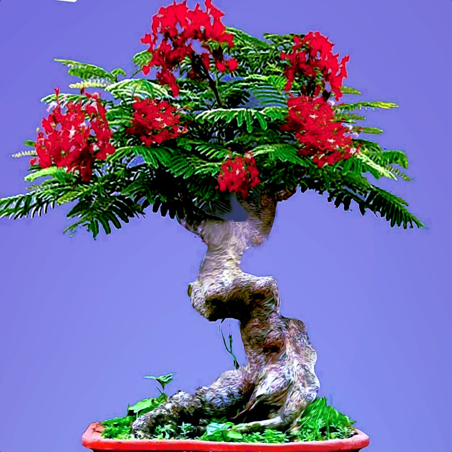 royal poinciana bonsai tree with red flowers and green fern leaves.