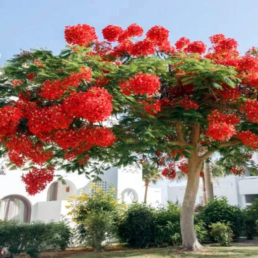 ROYAL POINCIANA tree in front yard landscape. 