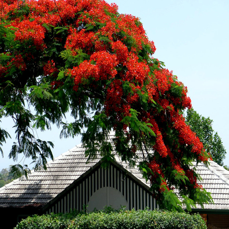 ROYAL POINCIANA Red Flame tree hanging branches with red flowers in front of house. (Delonix regia)