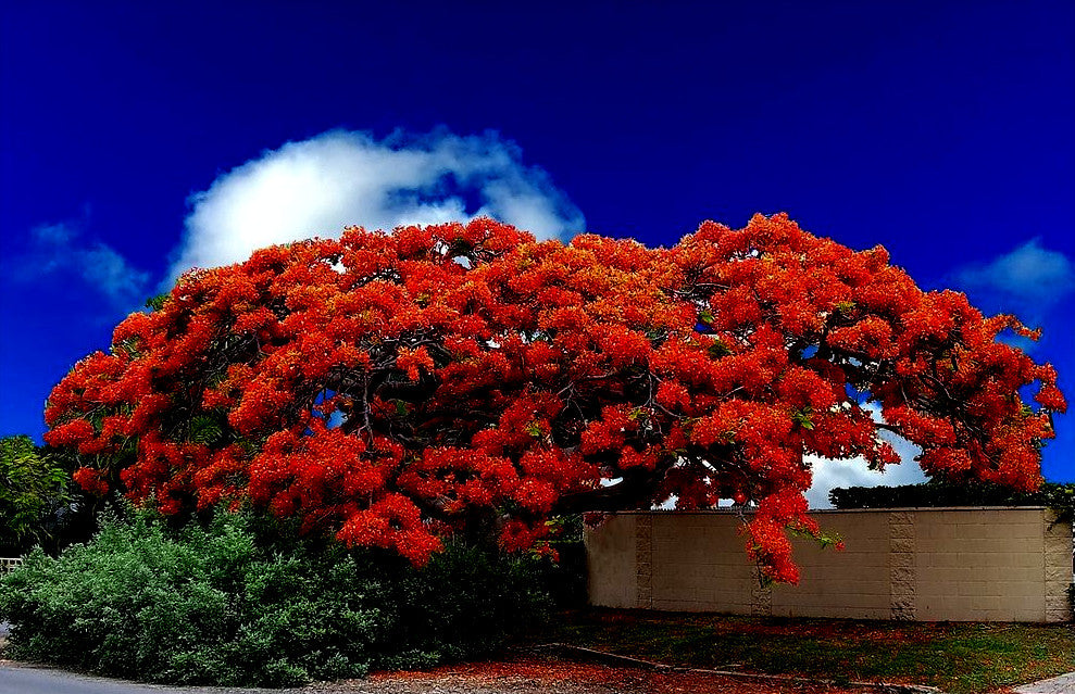 ROYAL POINCIANA tree with blooming red flowers against brick wall and blue sky background. 