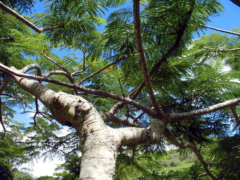 Under-side view of ROYAL POINCIANA tree with green fern leaves and blue sky background.