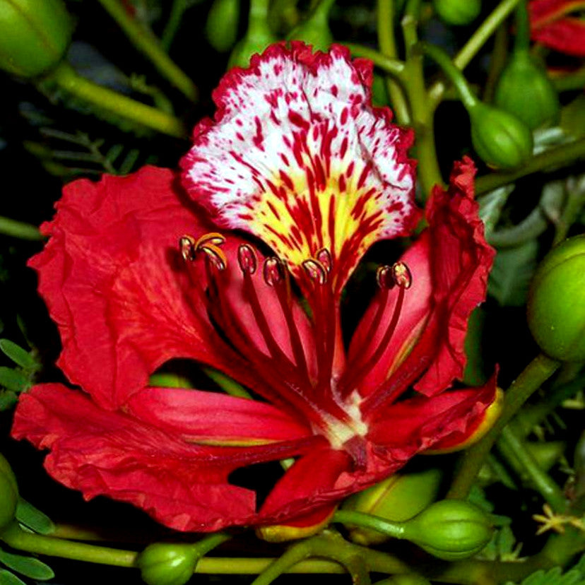 Close up view of red flower on ROYAL POINCIANA (Delonix regia) tree with green background.