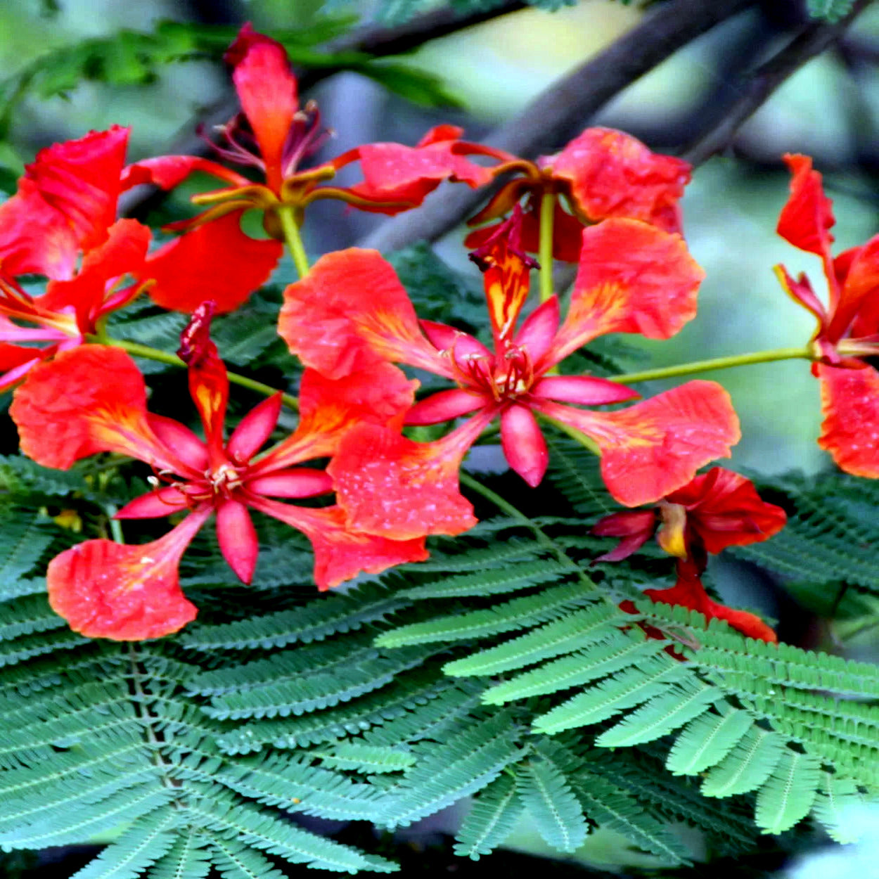 ROYAL POINCIANA tree red and yellow flowers with green fern leaf background.
