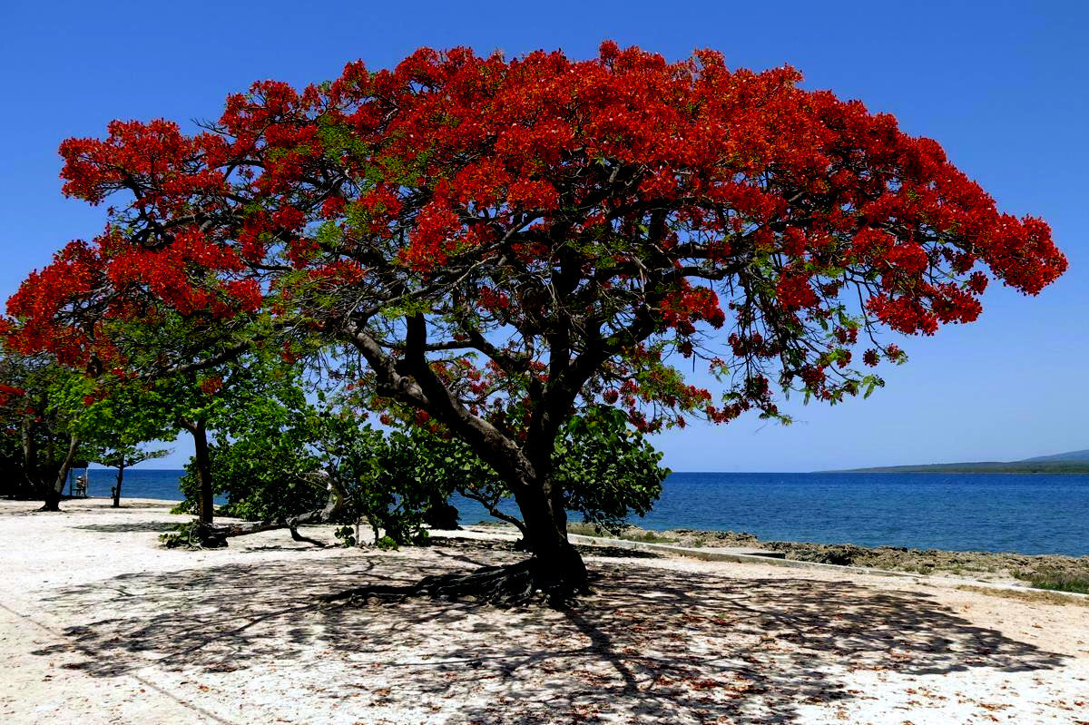 ROYAL POINCIANA tree blooming red flowers on a sandy beach with ocean background.