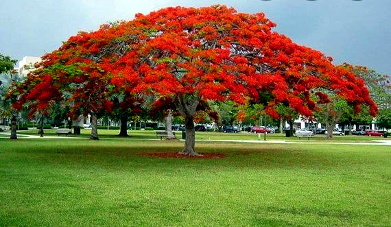 ROYAL POINCIANA tree in park landscaping with blue sky background