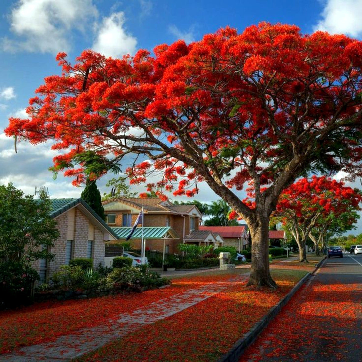 ROYAL POINCIANA trees bordering road landscape with red flowers falling on ground. (Delonix regia)