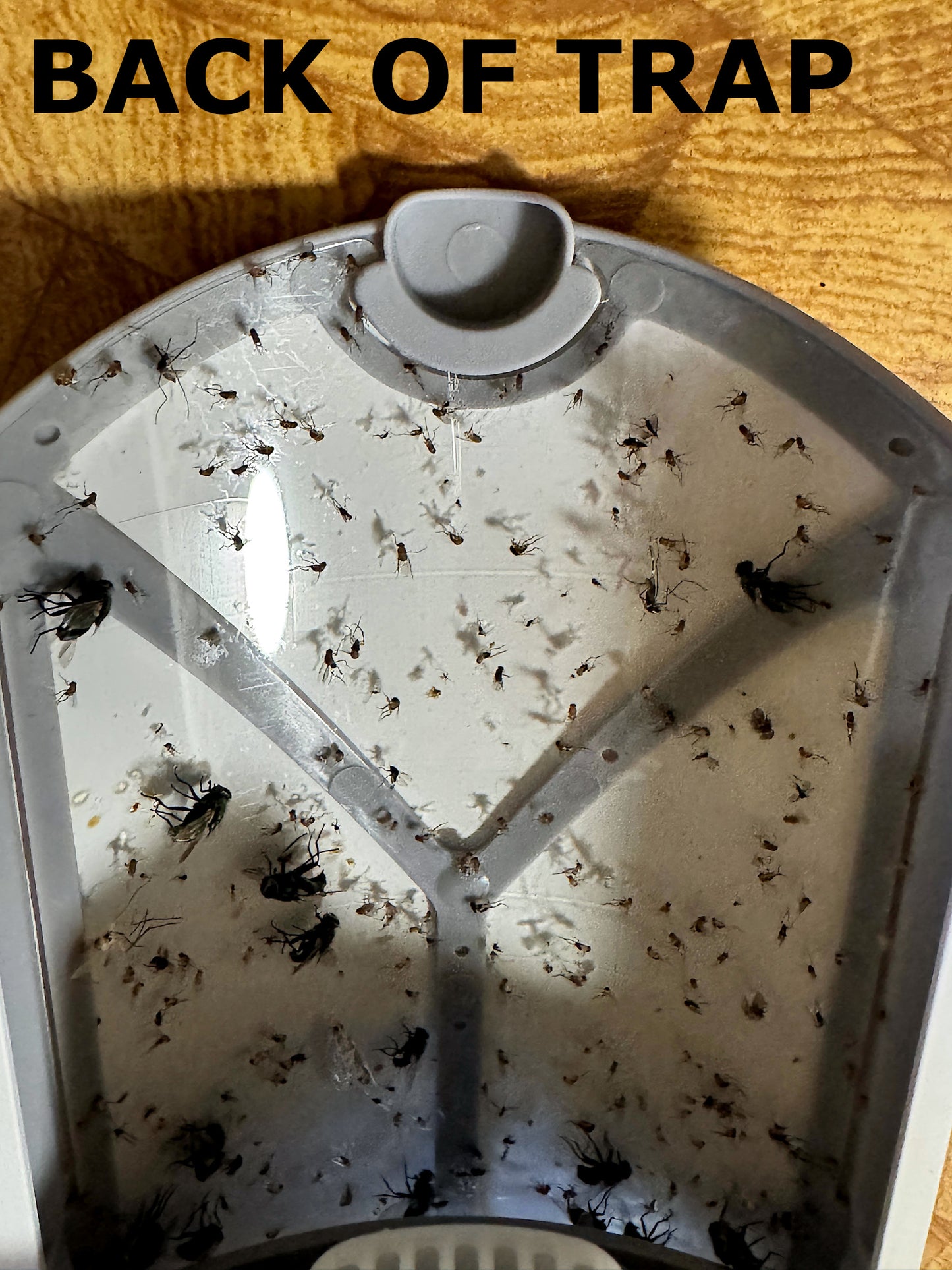 plug in fruit fly trap back side image with fruit flies & regular flies stuck to adhesive, labeled 'BACK OF TRAP'.