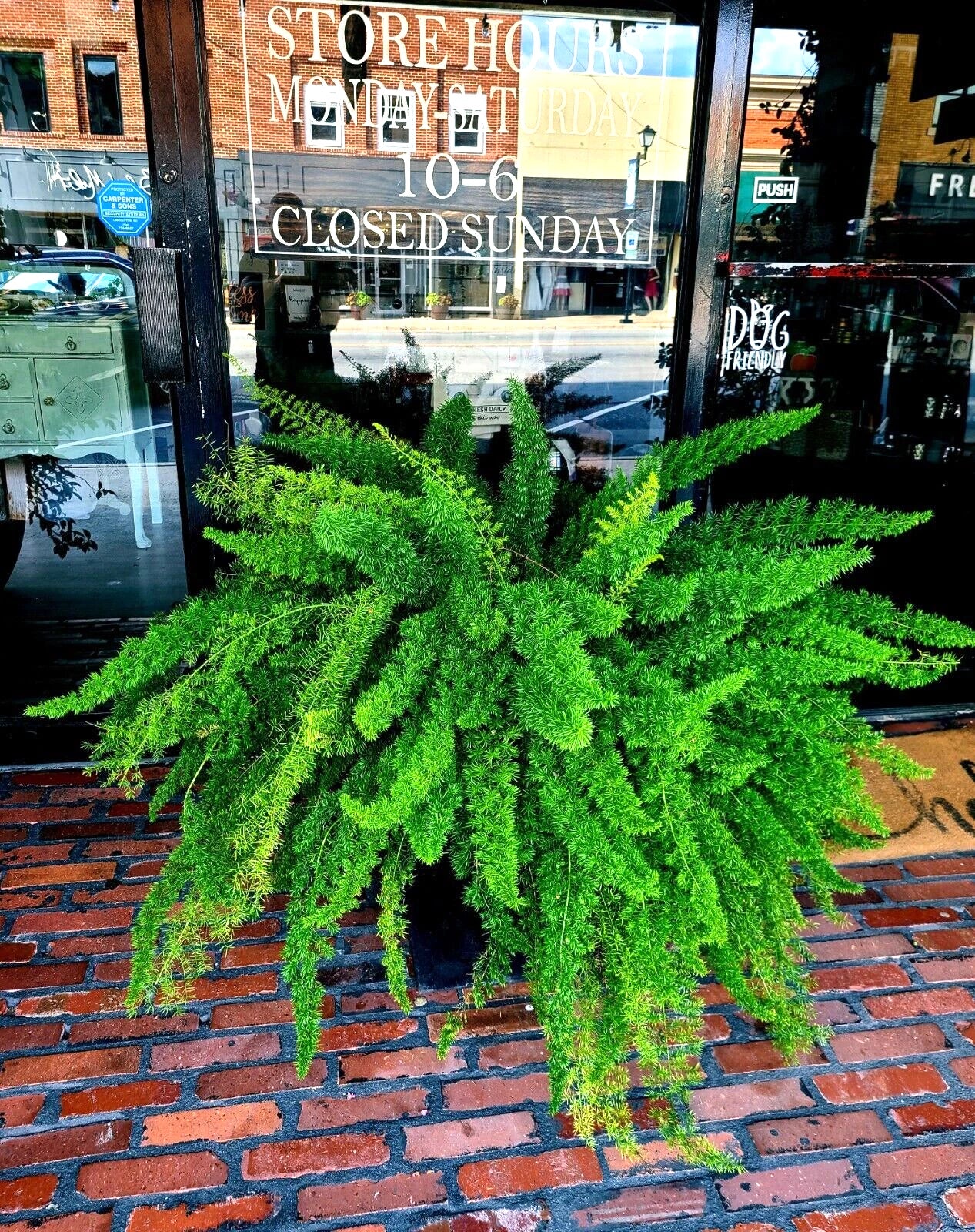 Green Foxtail fern plant on a brick sidewalk with store front reflections. (Asparagus densiflorus ‘Meyeri’)