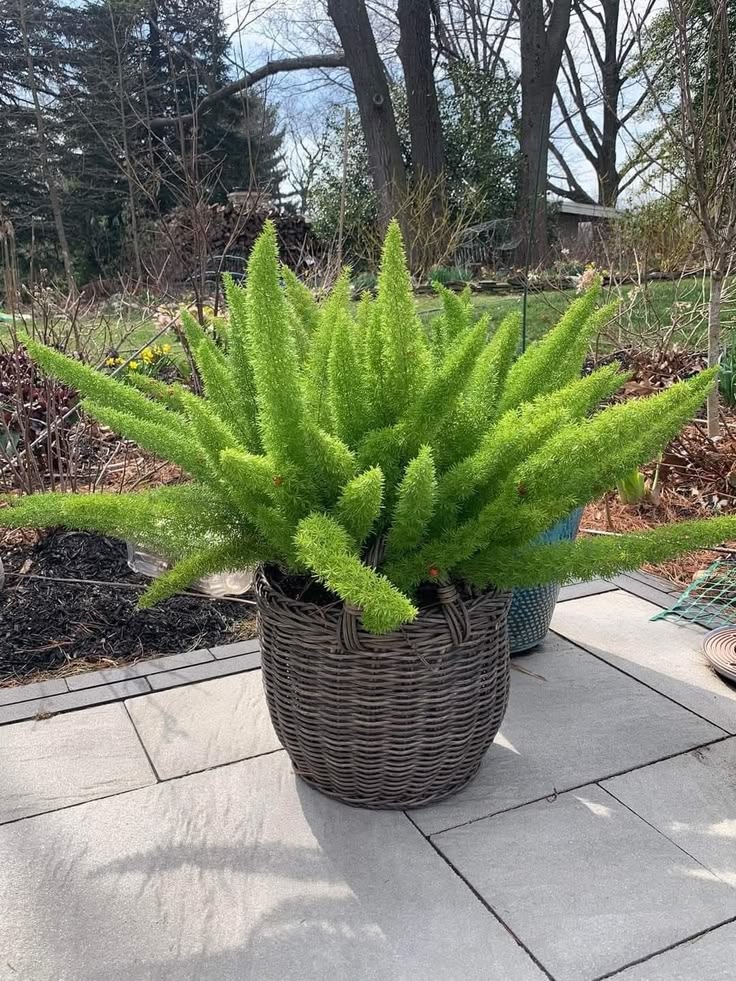 Potted foxtail fern on a stone patio with garden background