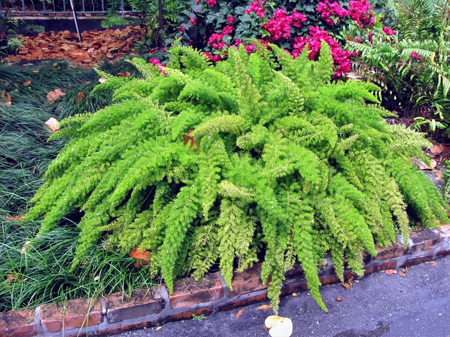 Green Foxtail fern plant in a garden setting with pink flowers in the background. (Asparagus densiflorus ‘Meyeri’)