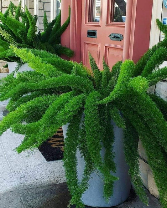 Potted foxtail fern plant in front of a pink door. Meyers