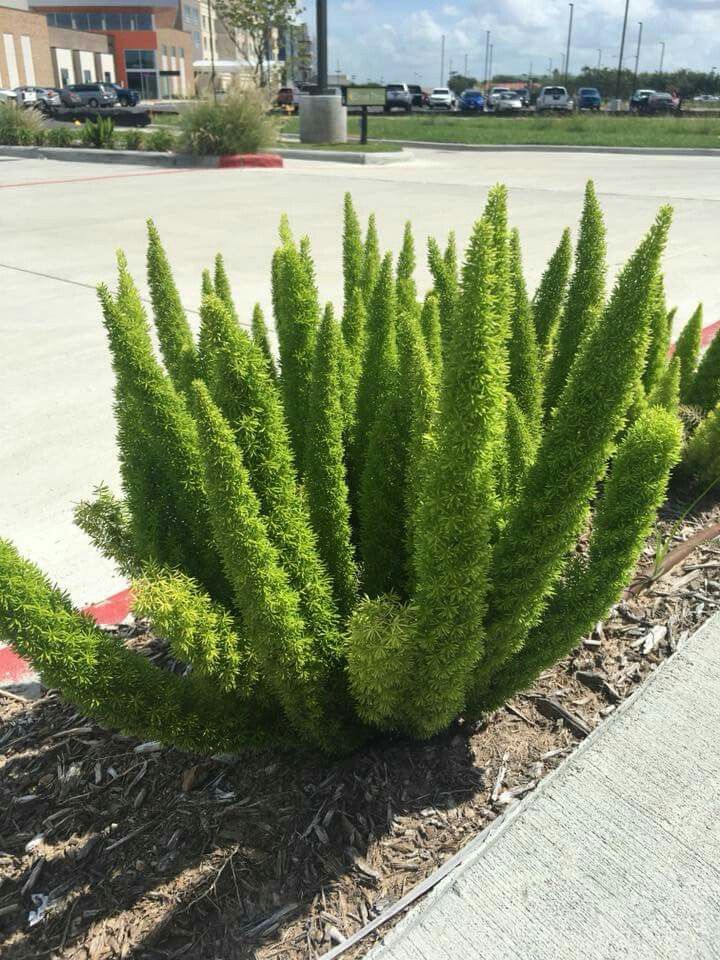 Green foxtail fern in a garden bed with a road and parked cars in the background