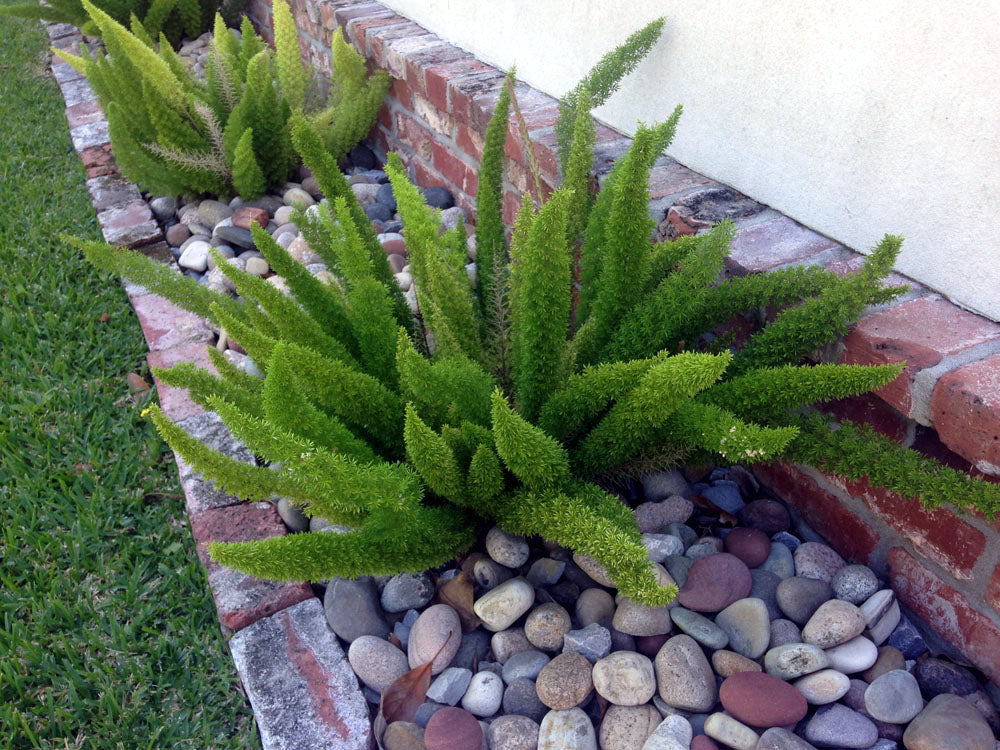 Green Foxtail fern plant in a garden bed with pebbles and bricks. (Asparagus densiflorus ‘Meyeri’)
