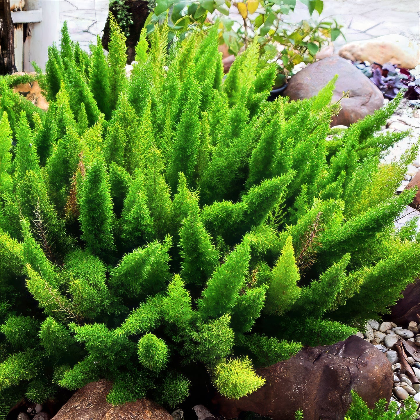Green Foxtail Fern shrubbery in a garden setting with rocks and plants.