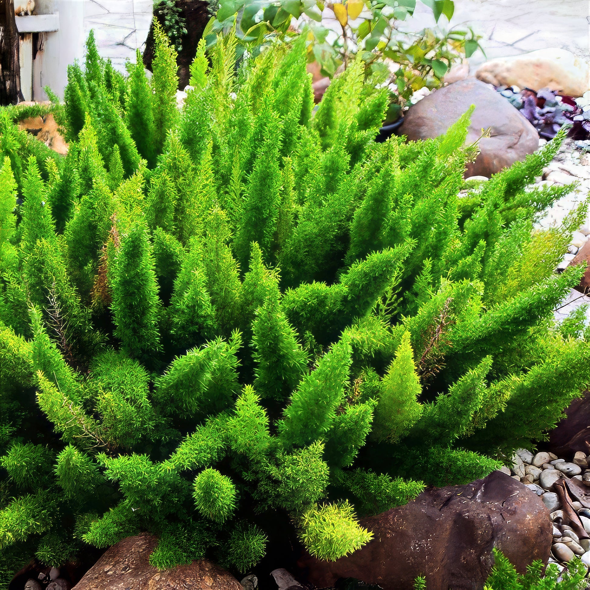 Green Foxtail Fern shrubbery in a garden setting with rocks and plants.