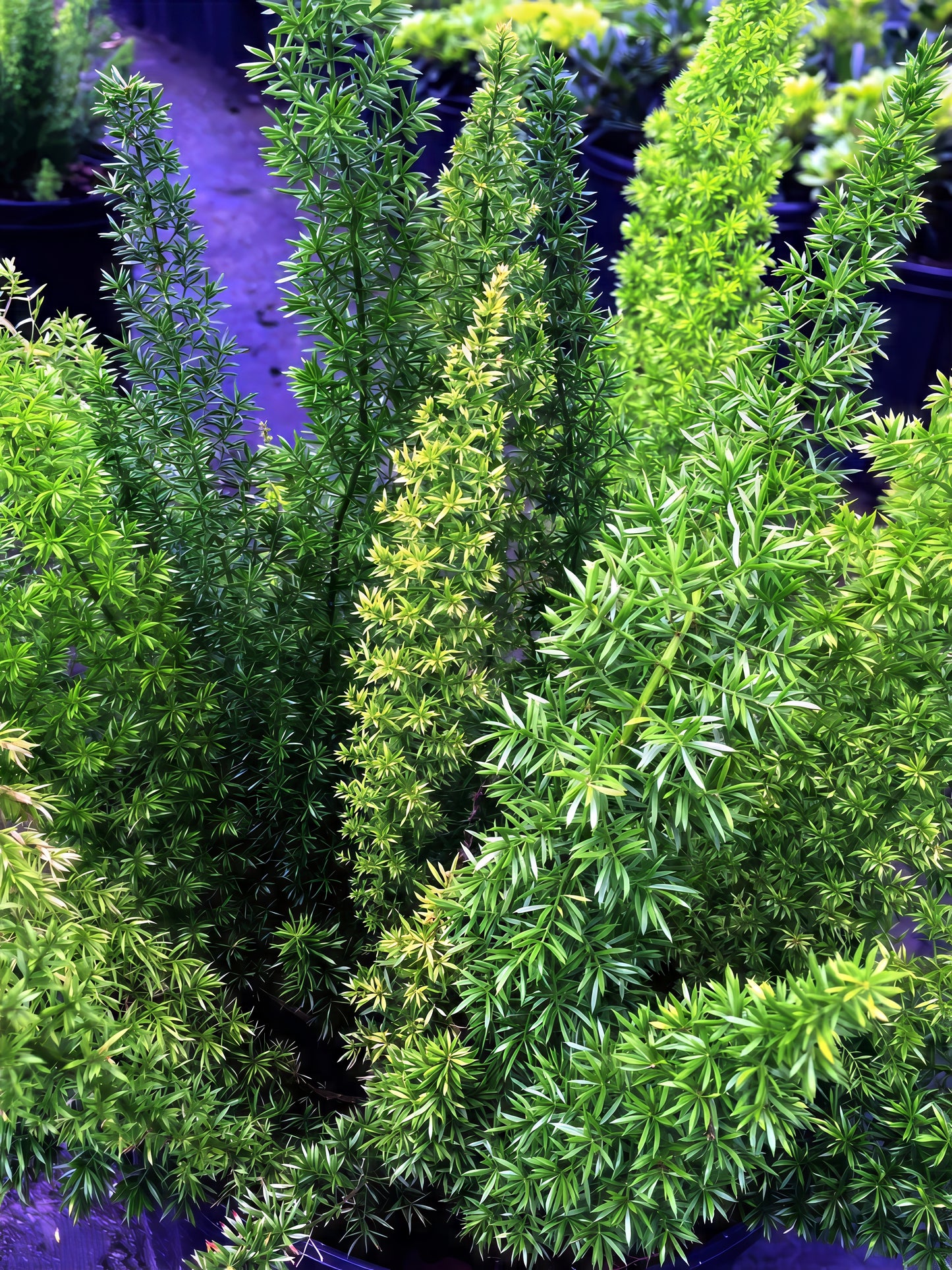Close-up of a Foxtail Fern plant with a blurred background