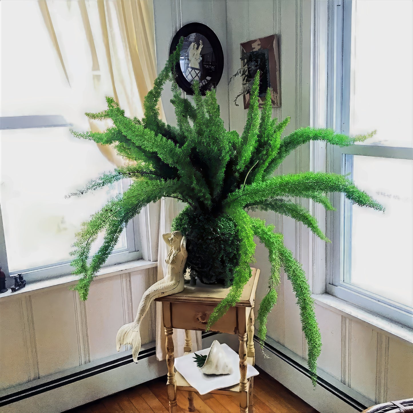 Large green Foxtail fern houseplant on a wooden side table by a window. (Asparagus densiflorus ‘Meyeri’)
