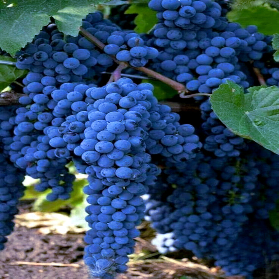 Wine grape clusters hanging from a vine with green leaves. (Vitis vinifera)    