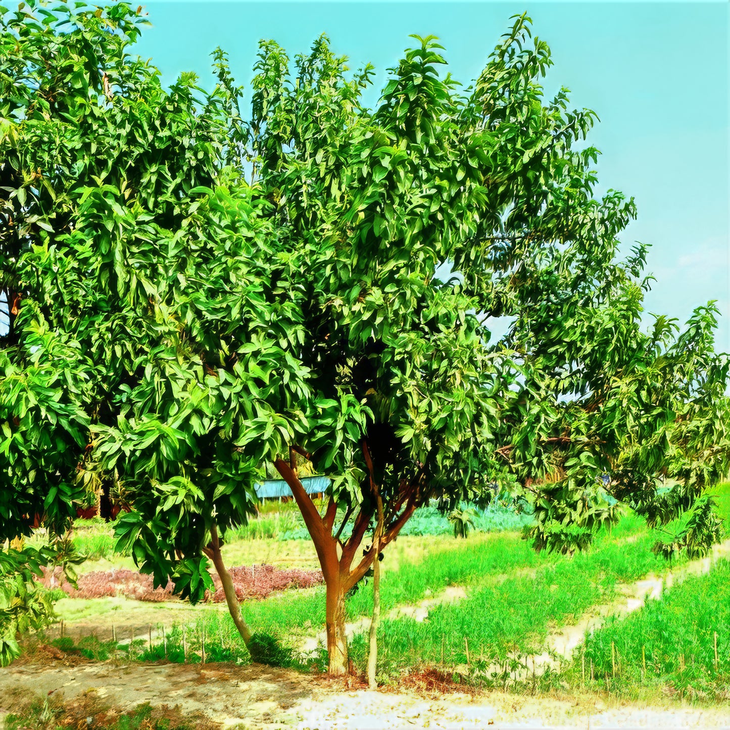 Ruby Supreme pink guava tree in field with blue sky background.