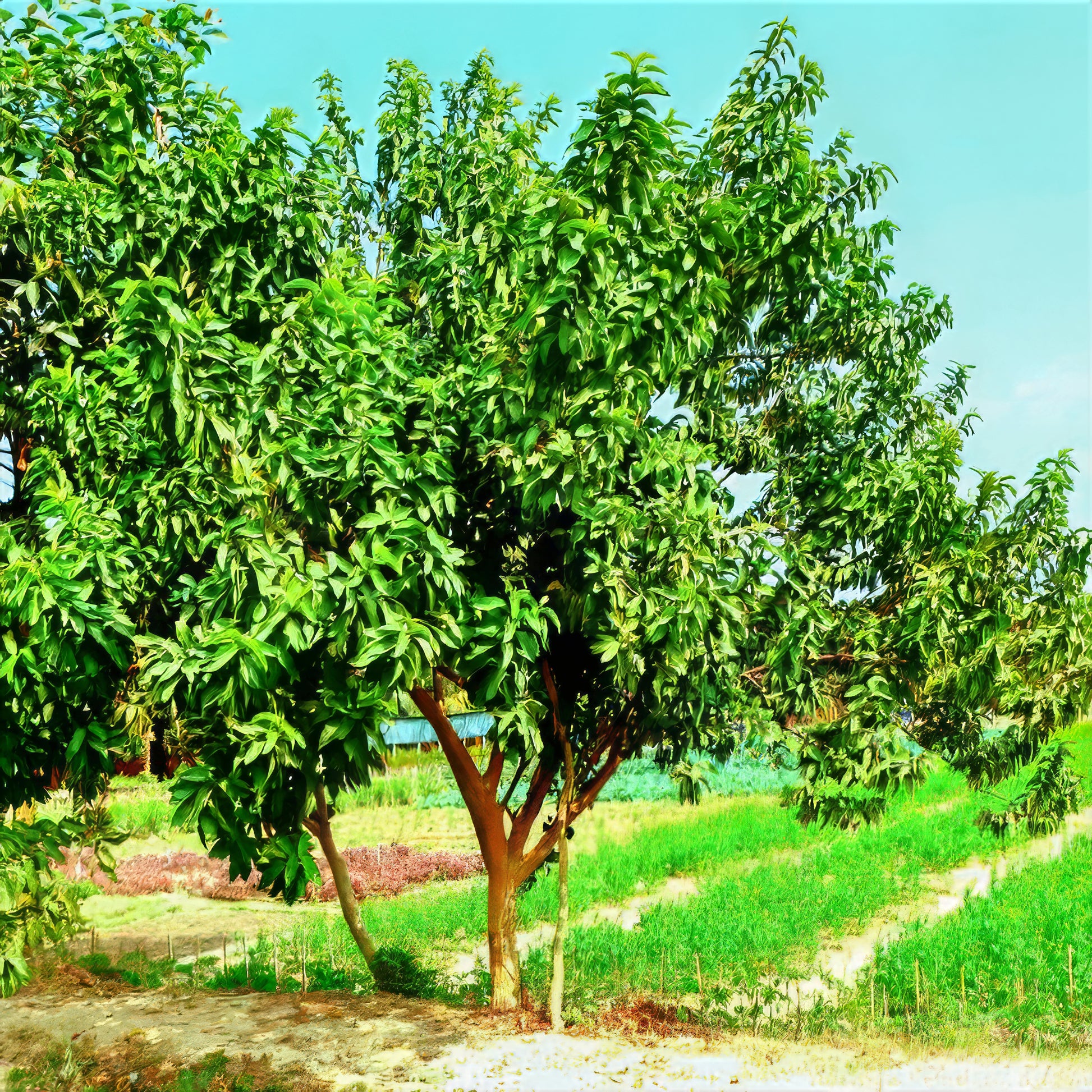 Ruby Supreme pink guava tree in field with blue sky background.