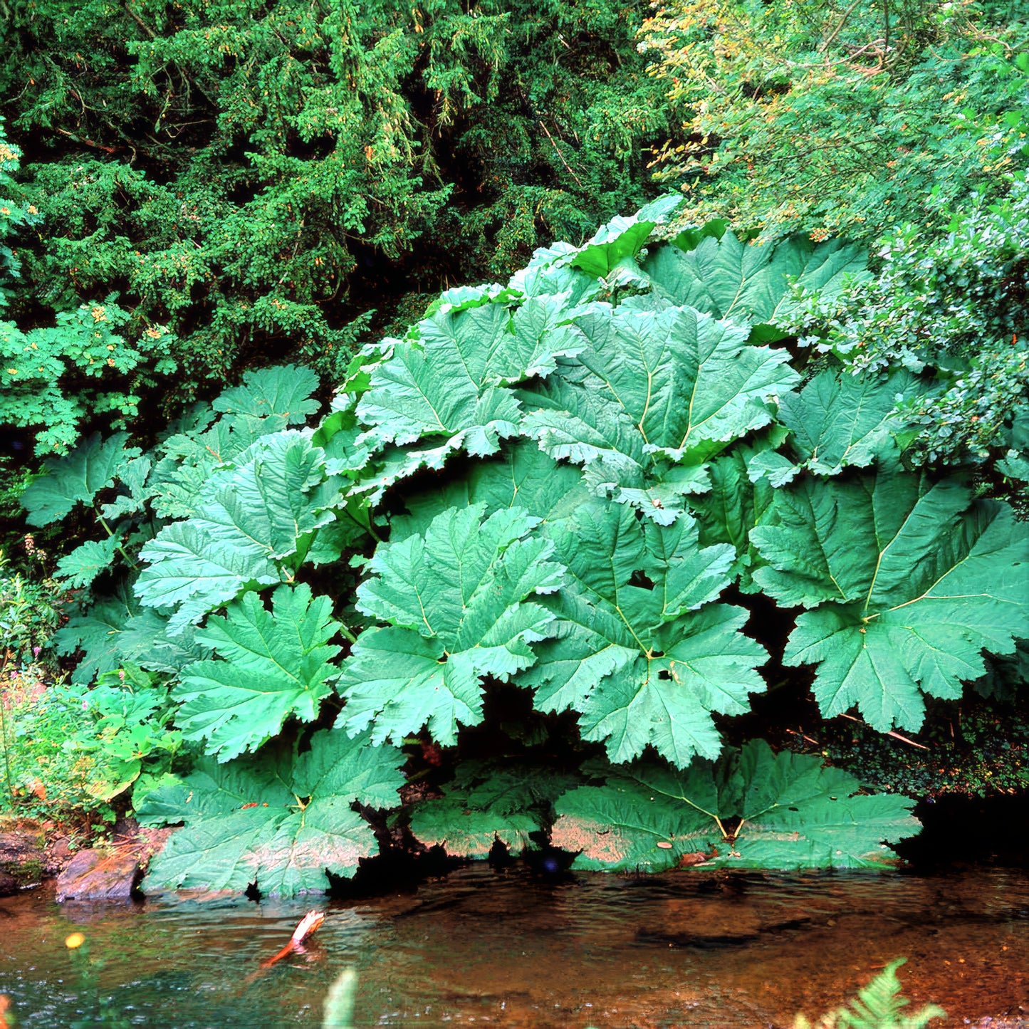 Large green gunnera manicata by a stream with trees in the background