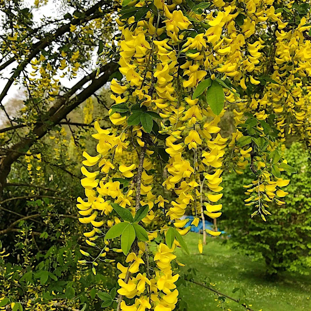 Yellow flowering Golden Chain tree with green leaves in a garden setting