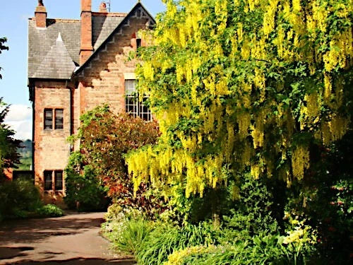 Brick house with a yellow flowering Golden Chain tree in a garden