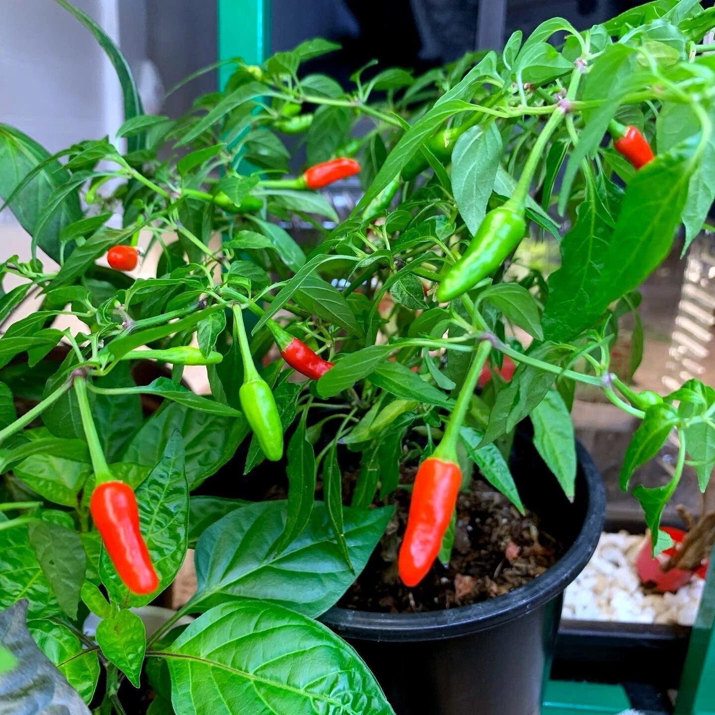 Potted Guam Boonie chili pepper plant with red and green peppers growing on it. “Doni Sali” (Capsicum chinense)
