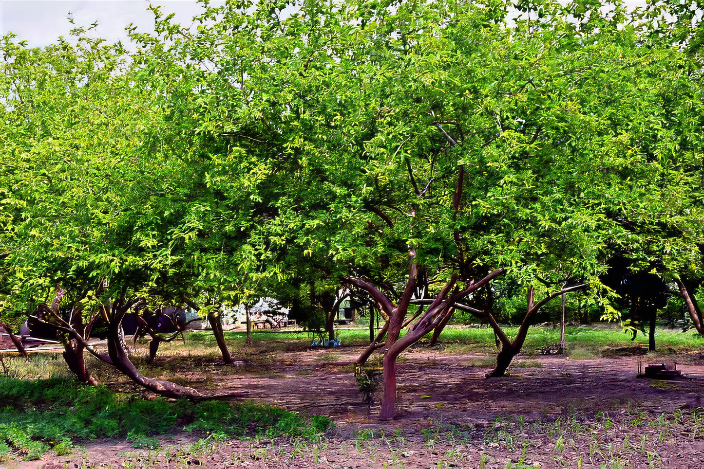 Orchard of pink lemon guava trees with green leaves.
