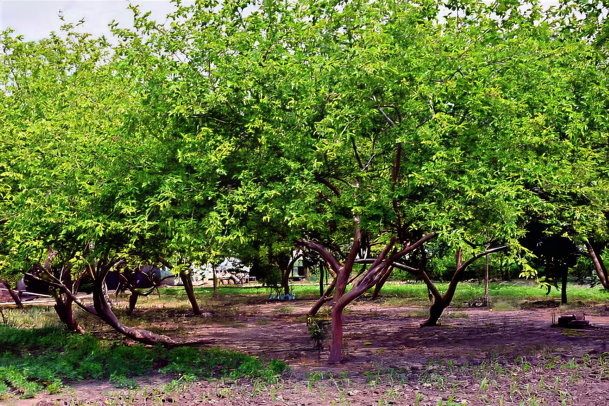 Orchard of pink lemon guava trees with green leaves.