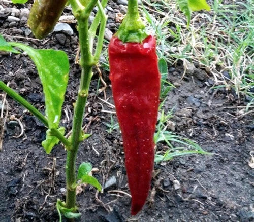 Red Guam Boonie chili pepper growing on a plant with green leaves in a garden setting. “Doni Sali” (Capsicum chinense)
