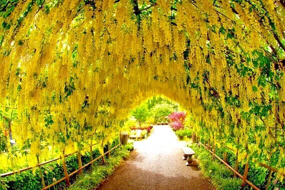 Yellow Golden Chain tree flower archway over a path in a garden