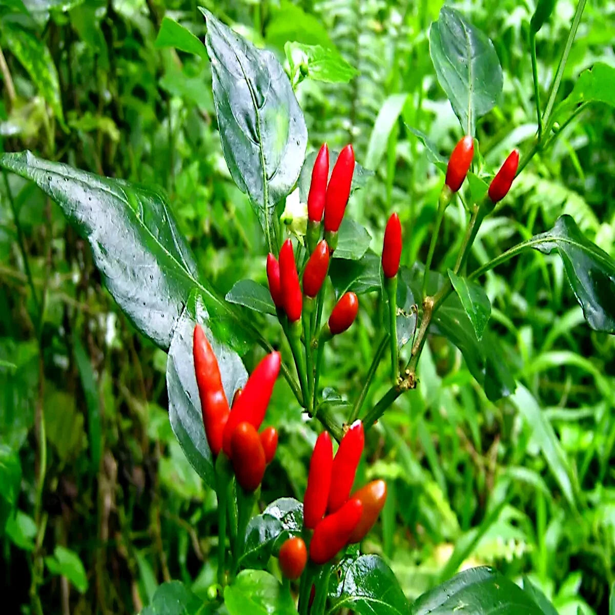 Red Guam Boonie chili peppers growing on a plant with green leaves. “Doni Sali” (Capsicum chinense)
