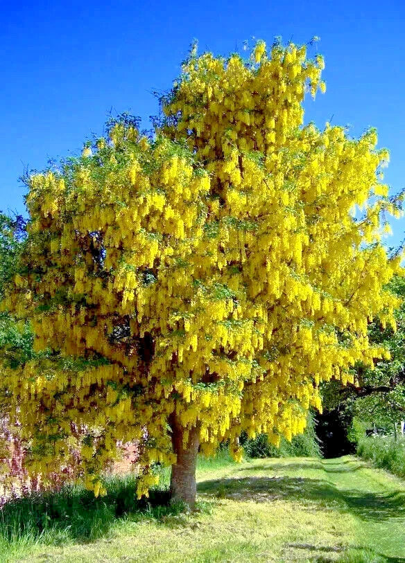 Tree with bright yellow Golden Chain tree flowers against a clear blue sky