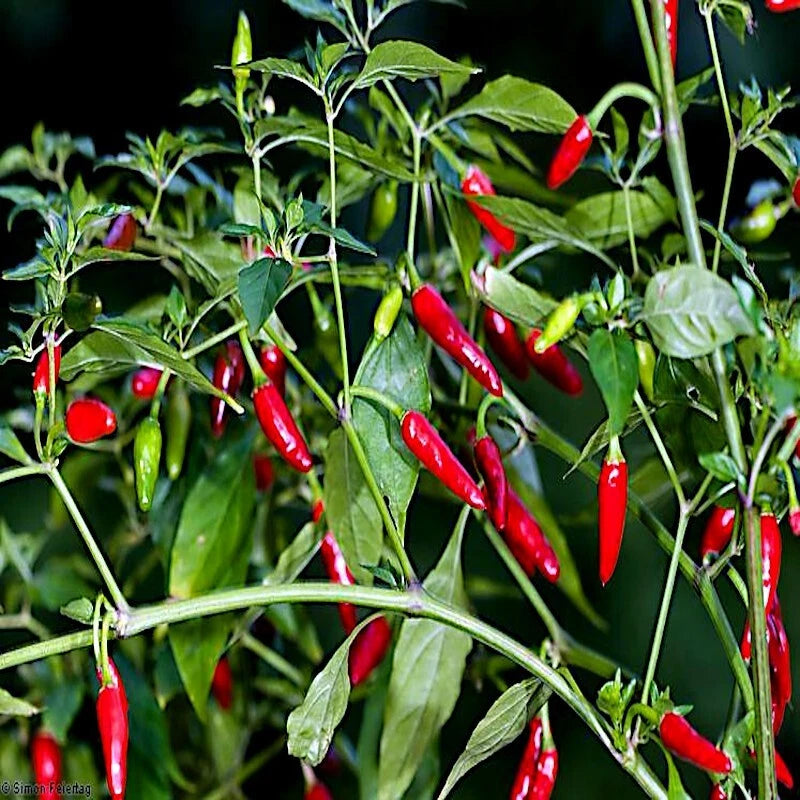Red Guam Boonie chili peppers growing on a plant with green leaves. “Doni Sali” (Capsicum chinense)
