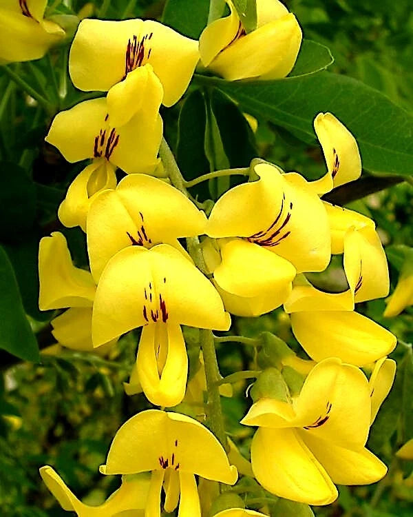 Close-up of bright yellow Golden Chain flowers with green leaves in the background