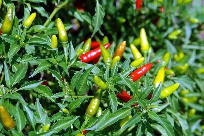 Colorful Guam Boonie chili peppers growing on a plant with green leaves. “Doni Sali” (Capsicum chinense)
