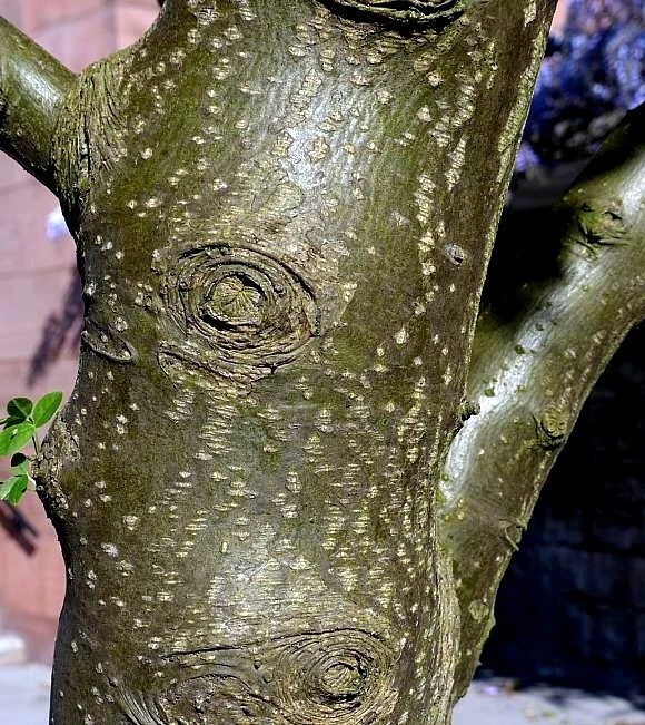 Close-up of a Golden Chain tree trunk with visible bark texture
