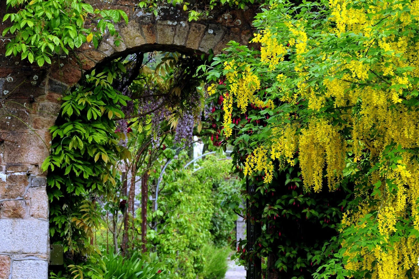 Archway in a garden with yellow Golden Chain tree flowers and greenery