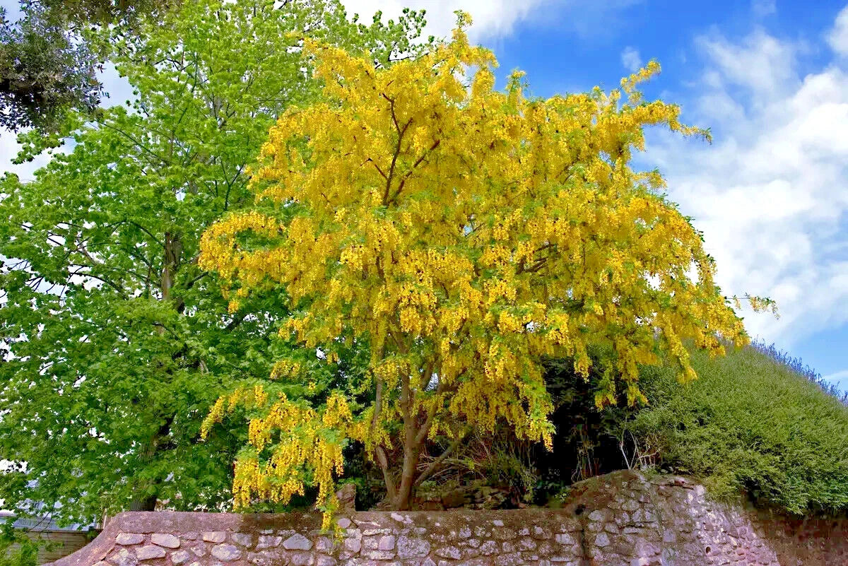 Golden Chain Tree with yellow flowers against a blue sky