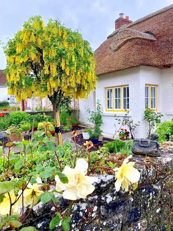 Thatched-roof house with a garden featuring yellow Golden Chain tree flowers and greenery.