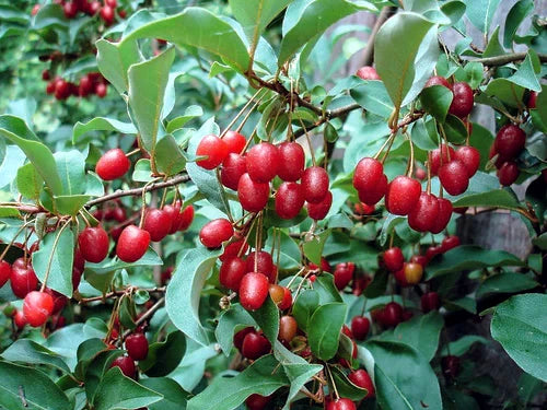 Red goumi berries on a green bush
