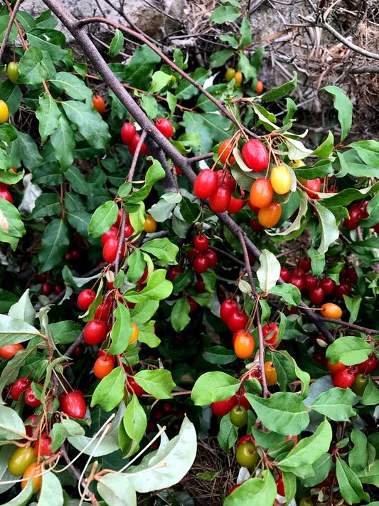 Bunch of red and orange goumi berries (Elaeagnus multiflora) on a branch with green leaves