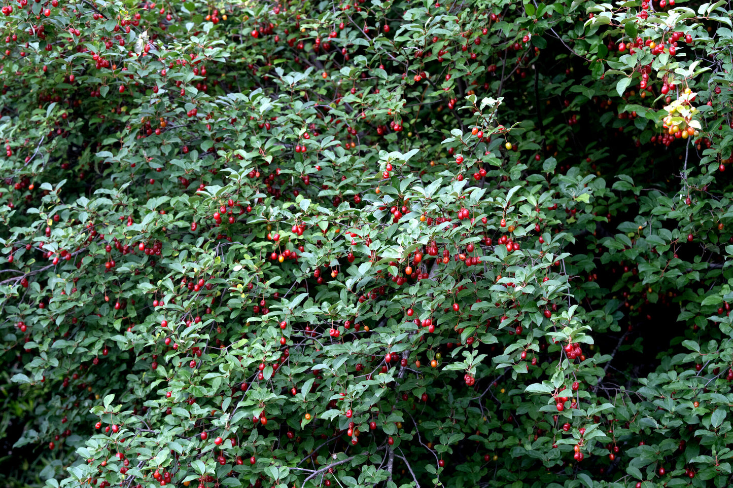 Tree with red goumi berries and green leaves