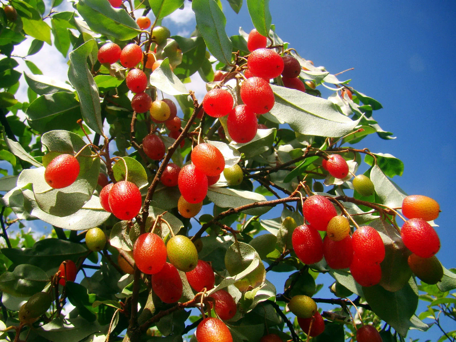 Red goumi berry fruits on a tree with a clear blue sky background
