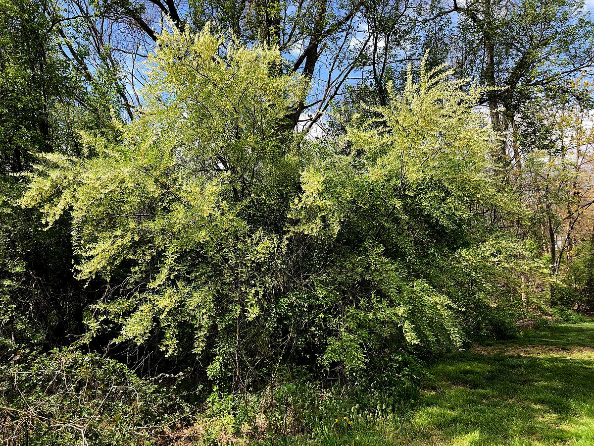 Large goumi berry shrub with green leaves growing in front of trees.