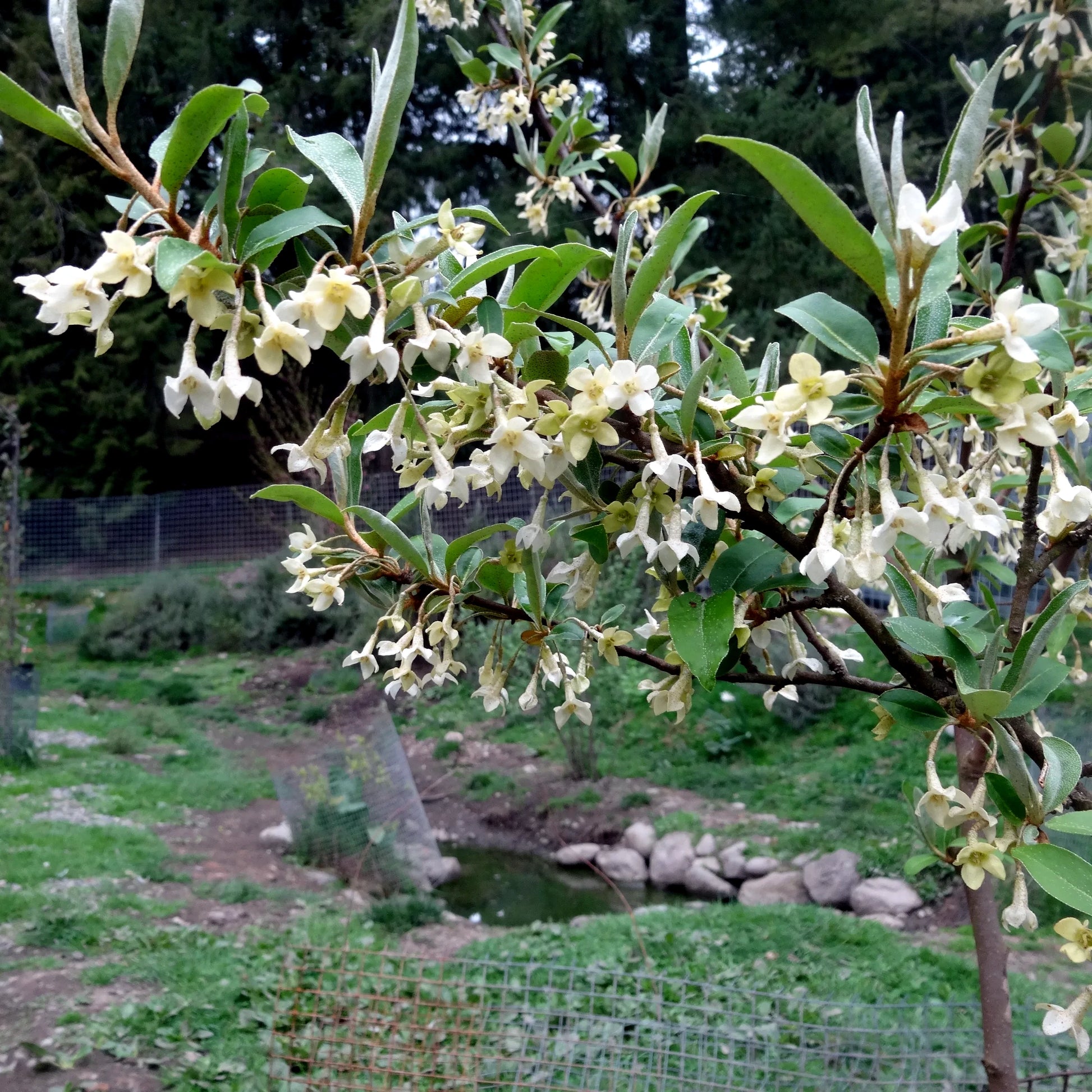Flowering goumi berry shrub plant with white flowers and green leaves in a natural setting